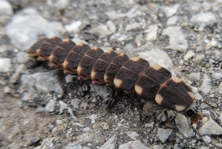 Larva di Lampyridae